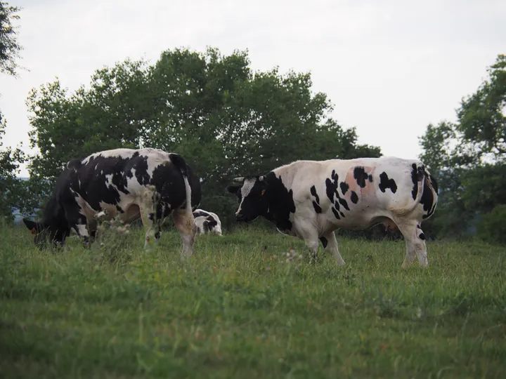 Black and white cow (Holstein Friesian)